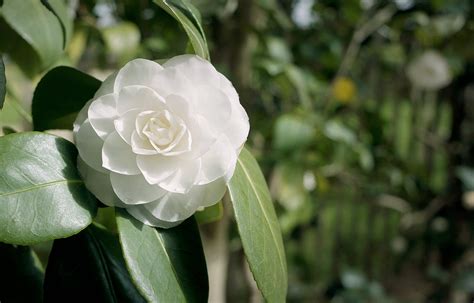 chanel siero|chanel camellia alba.